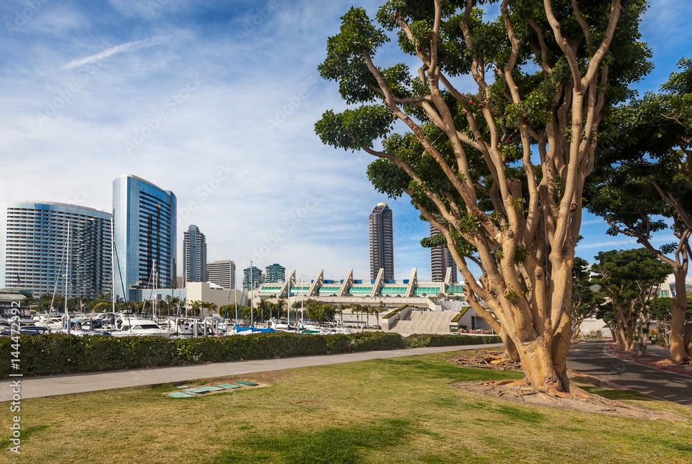 Coral trees line the entrance to Embarcadero Marina Park South, next to the Convention Center and marina, San Diego Coral trees line the entrance to Embarcadero Marina Park South, next to the Convention Center and marina, San Diego