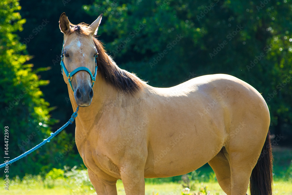 Naklejka premium looking Horse