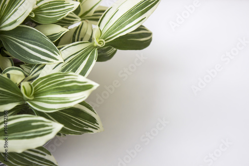 Striped leaves on white background