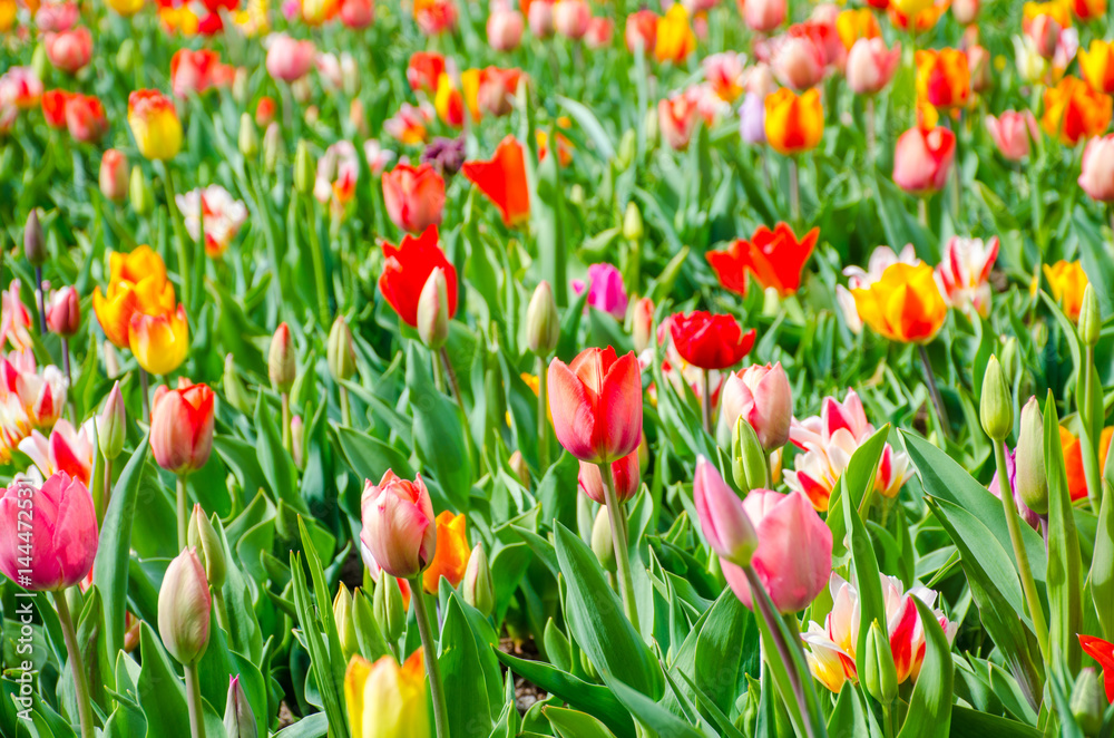 Tulips. Beautiful bouquet of tulips. Colorful tulips. Tulips in spring