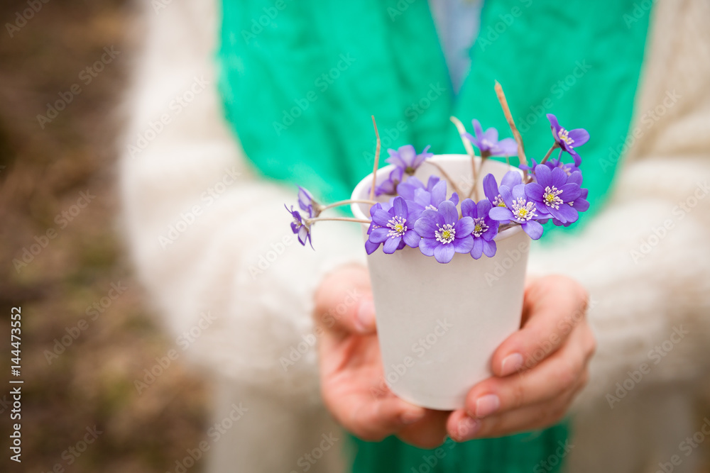 Woman holding beautiful snowdrops in a paper cup. first spring flowers in a forest. Wild flowers. spring concept. Woman holding beautiful snowdrops in a paper cup. first spring flowers in a forest. Wild flowers. spring concept.