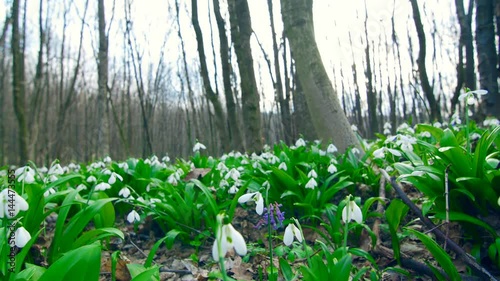 Many beautiful blossoming snowdrops in the spring forest photo