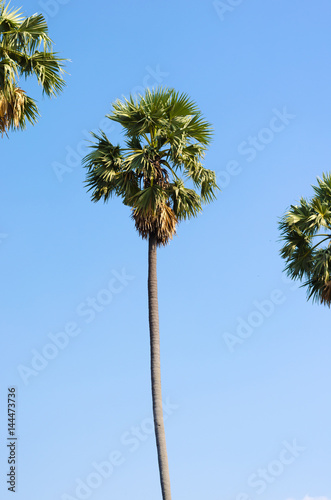 sugar palm tree beautiful with clear blue sky.