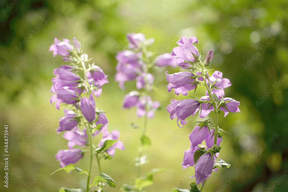 The blue bell grows in the garden. Green background. The blue bell grows in the garden. Green background.