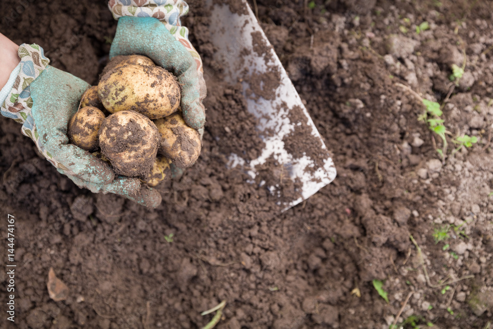 Fototapeta premium Closeup of woman's hands with vegetables. Digging potatoes with shovel on the field from soil. Havest in autumn