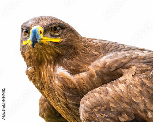 Adler Portrait