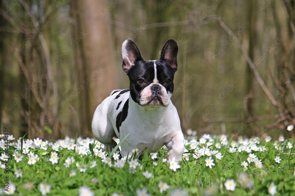 französische bulldoge im wald