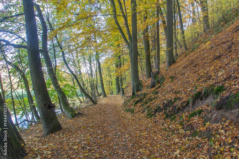 Fototapeta premium walkway in autumn