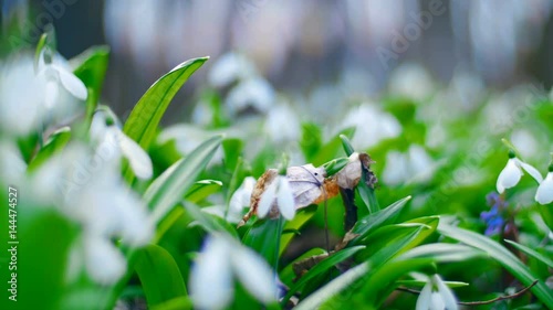Many beautiful blossoming snowdrops in the spring forest photo