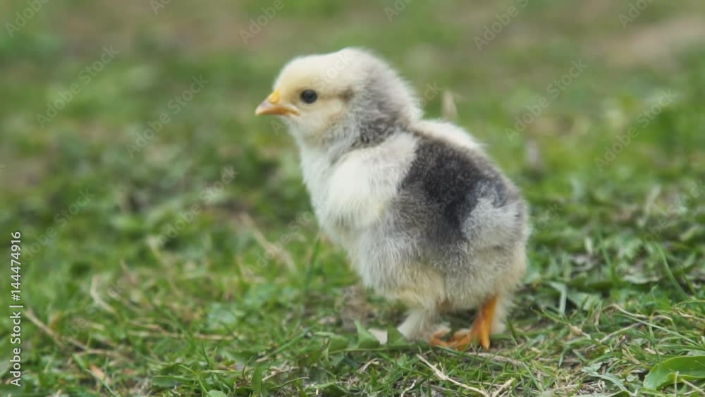 Chick on a background of green grass Chick on a background of green grass