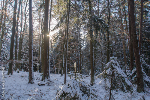 Forest in Bavaria