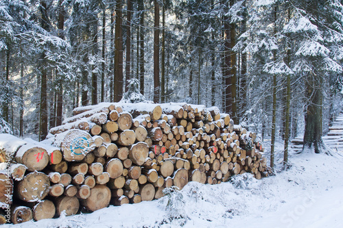 cut and stacked pine timber in forest in winter