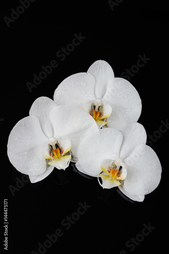white orchid  phalaenopsis flowers on black
