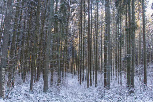 Forest in Bavaria