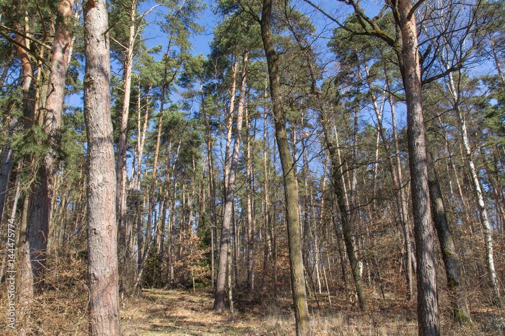 Obraz premium forest in spring