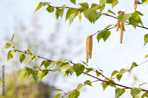 Flowering birch in the spring. Bright green young leaves on branches. Birch flowers blown by the wind.
