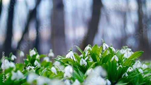 Many beautiful blossoming snowdrops in the spring forest photo