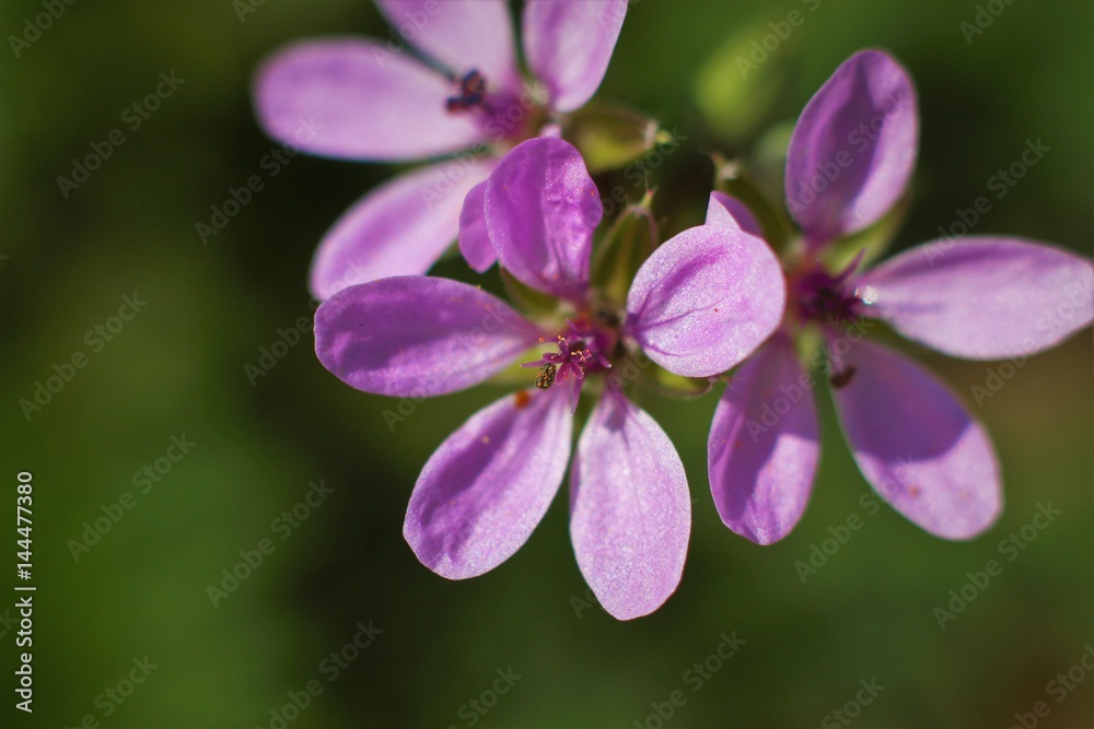 Vivid pink wild flowers in the spring sunshine Vivid pink wild flowers in the spring sunshine
