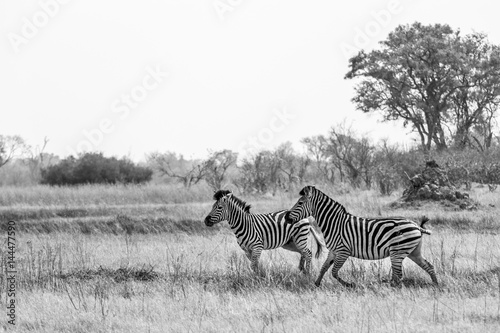 Zebras in the Okavango