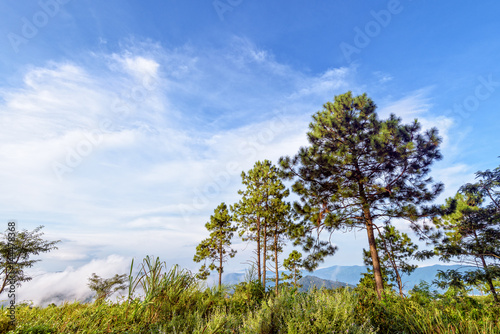 Khasiya pine or Pinus kesiya green trees and fog on blue sky background, beautiful natural landscape of mountain range in the winter at Phu Chi Fa Forest Park, Chiang Rai Province, Thailand photo