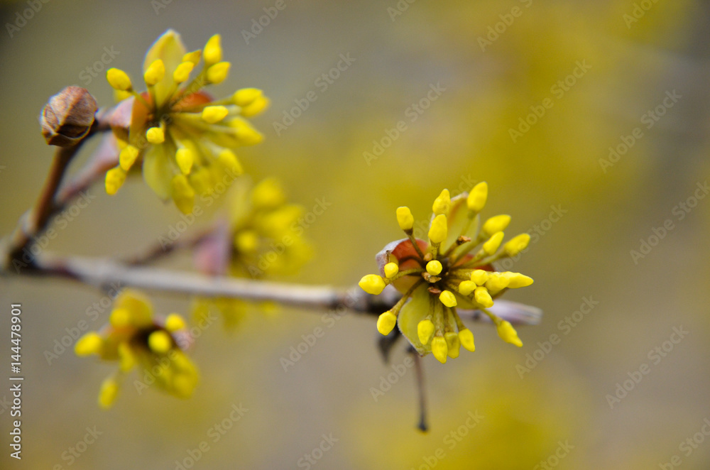 European Cornel tree bossom flowering