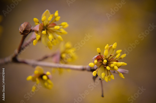 European Cornel tree bossom flowering photo