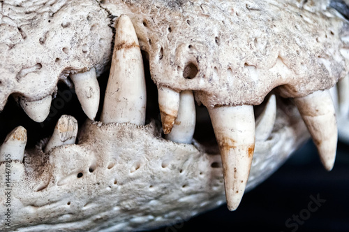 The skull of the Crocodilia (jaws)