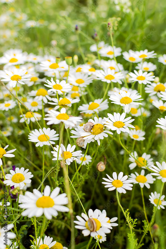 Wild chamomile Wild chamomile