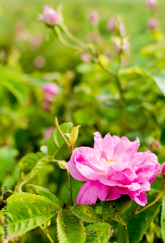 Fototapeta premium Bulgarian Damascena Rose
