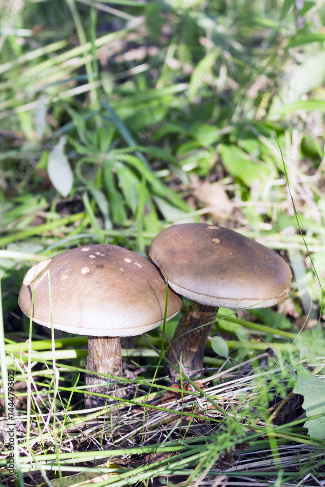 Mushrooms in an autumn forest in a sunny day Mushrooms in an autumn forest in a sunny day