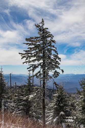 Snow Covered Tree in the Great Smoky Mountains photo