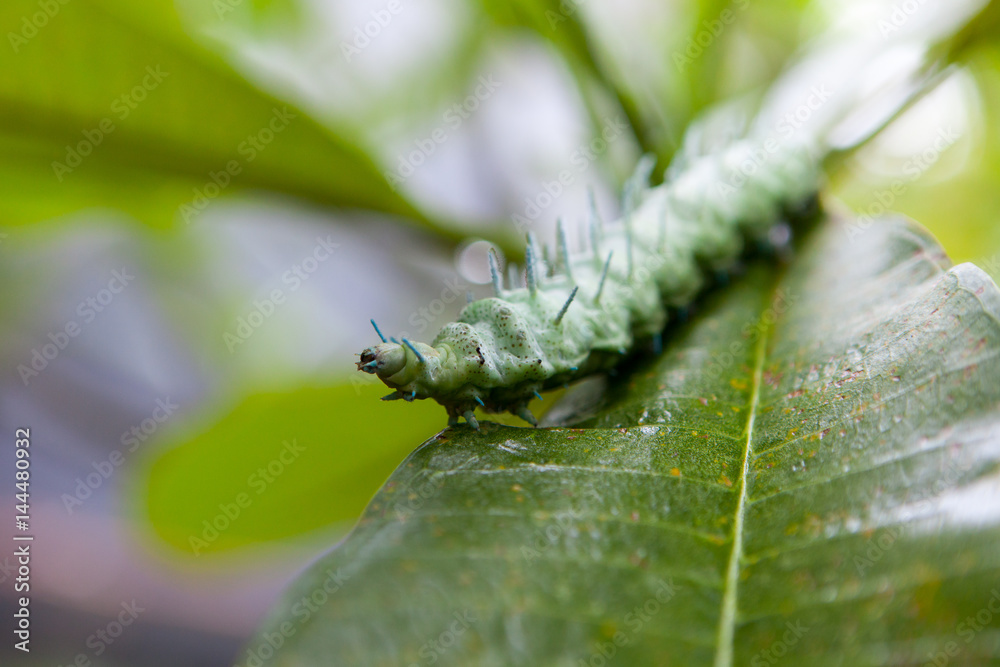 Fototapeta premium Green caterpillar with horns on a tropical leaf