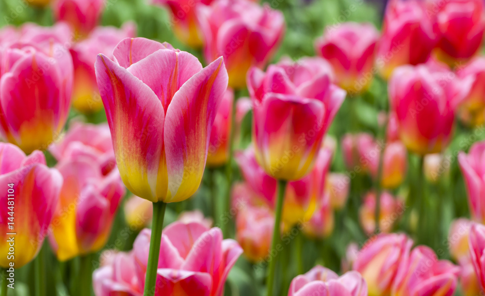 Filed of Tulips