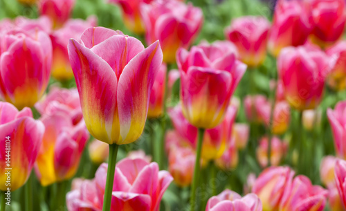 Filed of Tulips