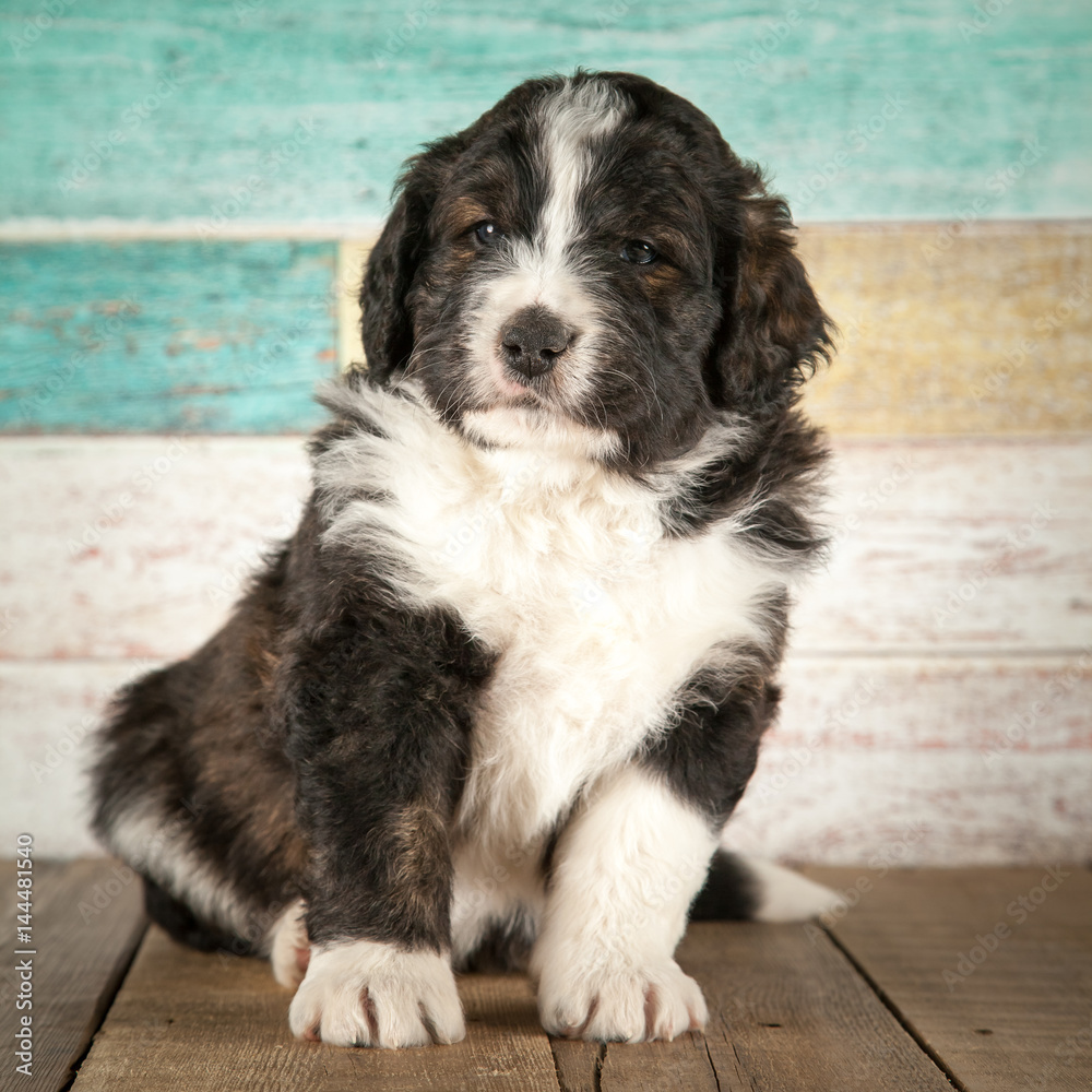 Adorable bernedoodle puppy