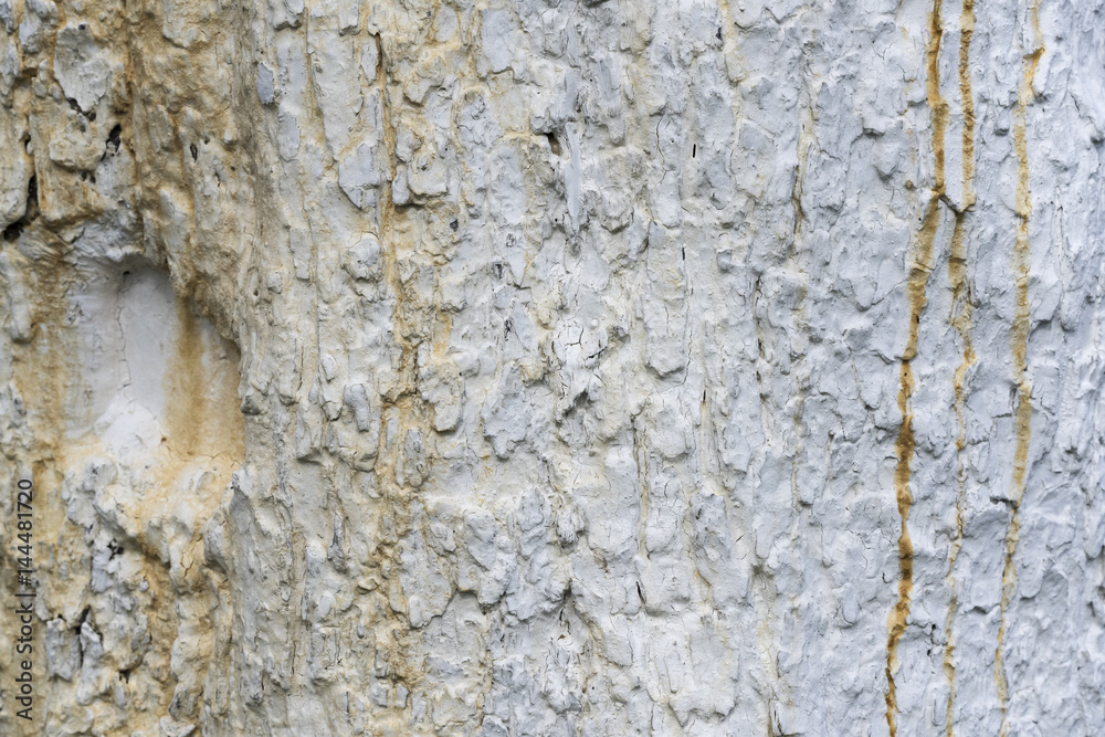 Texture of apple tree bark, whitewashed by lime, close Texture of apple tree bark, whitewashed by lime, close