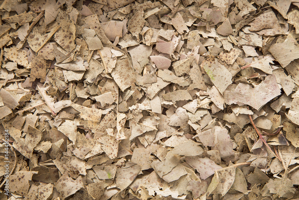 Dried leaves as background - texture