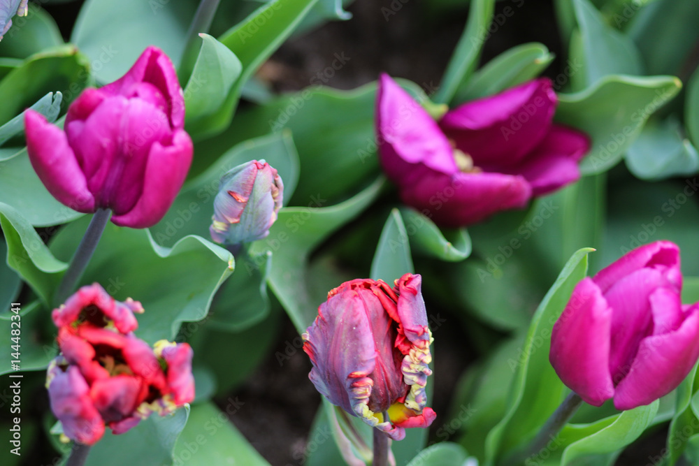 Close up of crenated pink tulips Close up of crenated pink tulips