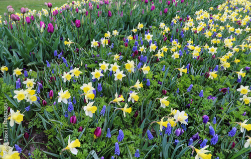 Yellow daffodils and blue grape hyacinths