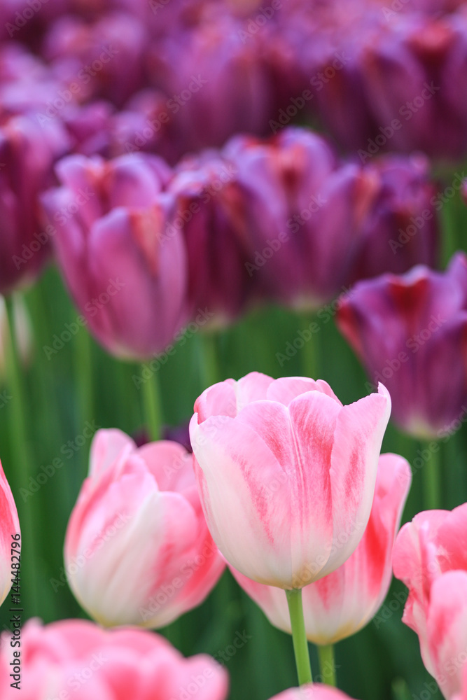Obraz premium White tulips with pink edges and purple tulips in the background