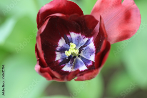 Close up of a dark red tulip with a purple heart.