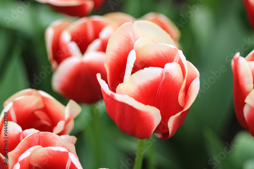 Bild auf Leinwand Close up of a red tulip with white edges
