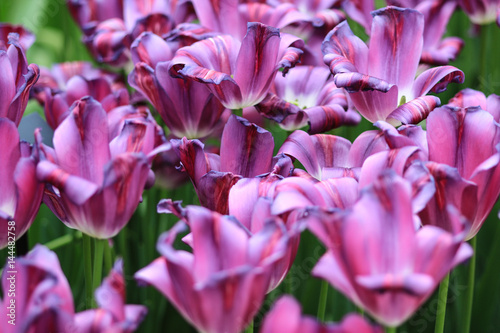 Group of purple tulips with white highlights