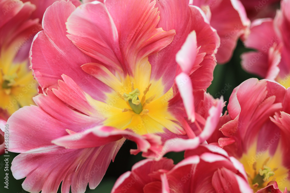 Close up of the heart of a red tulip with pink and white highlights