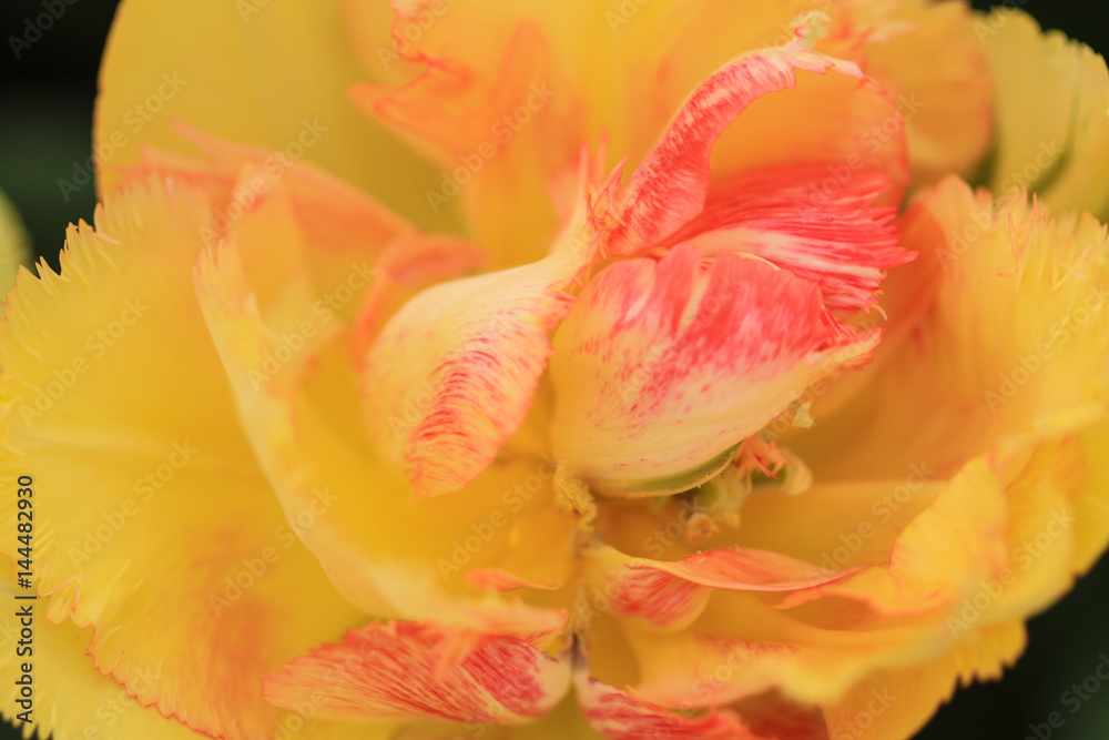 Close up of a yellow pink tulip