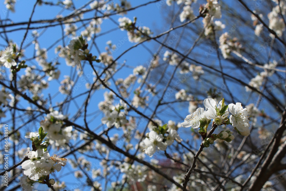 White sour cherry tree blooms, background soft
White sour cherry tree blooms, background soft