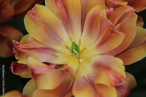 Close up of the heart of a yellow orange tulip
