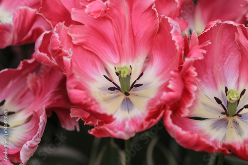 Close up of a pink edged white tulip