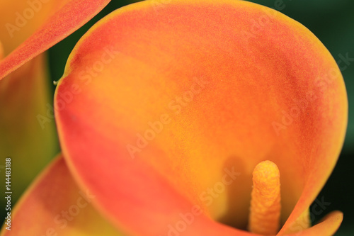 Close up of the heart of a calla lily photo