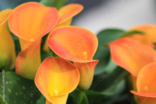 Orange yellow calla lelies grouped together